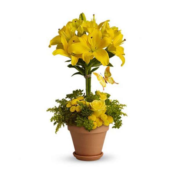 Potted arrangement with tall yellow lilies above yellow roses and mums in a clay pot