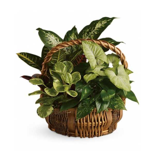 Basket of assorted green houseplants in a woven basket