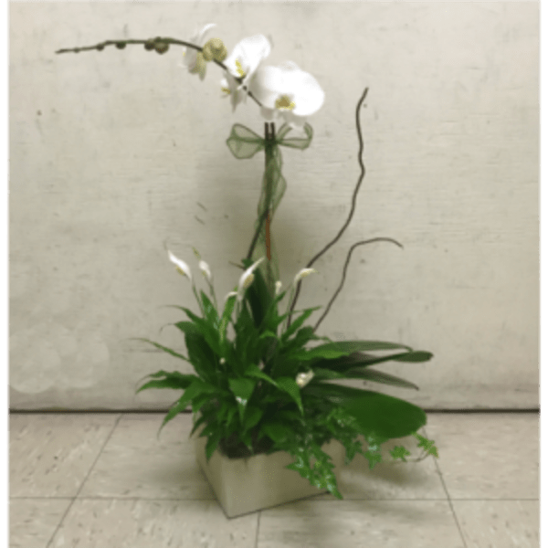 White orchid arrangement in a square container with green foliage