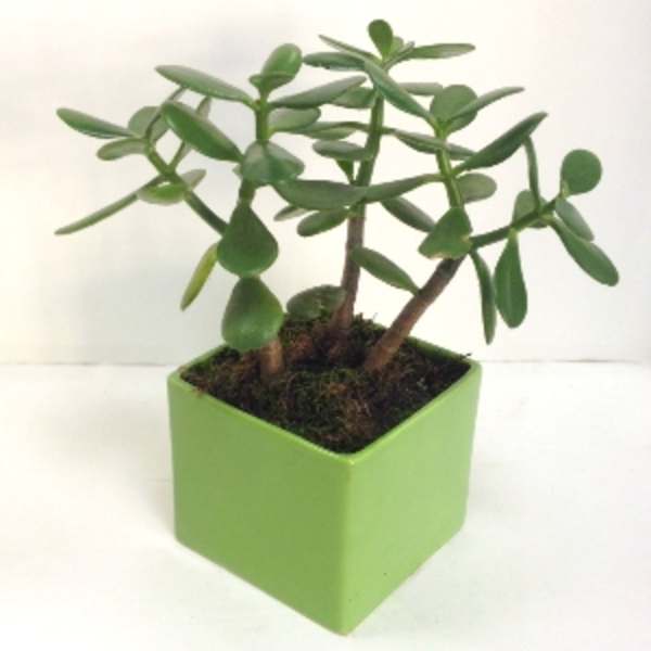Potted succulent in a square green ceramic planter
