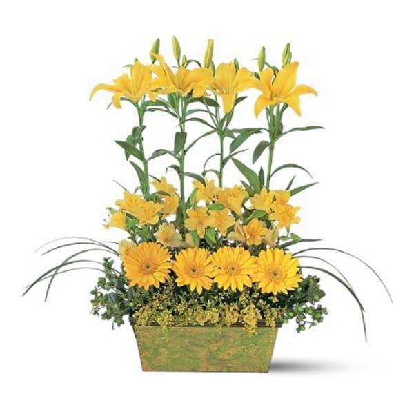 Rectangular planter with yellow lilies, alstroemeria, and gerbera daisies in layered rows
