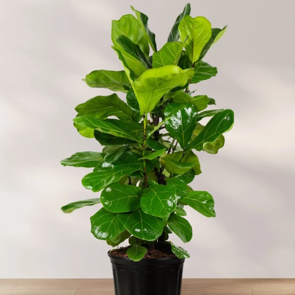 Potted fiddle leaf fig plant with large glossy green leaves
