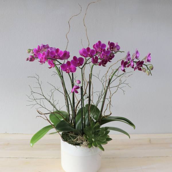 Pink orchids arranged in a white pot with a small succulent
