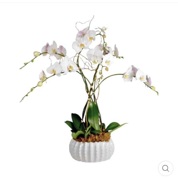 White orchid arrangement in a white textured pot