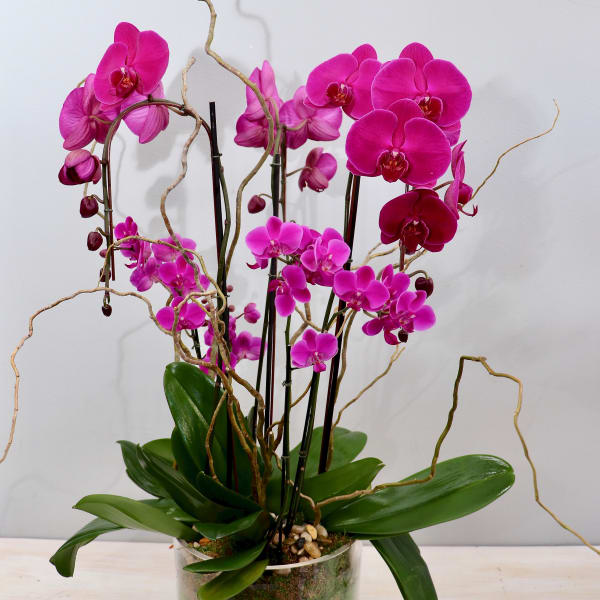 Potted magenta phalaenopsis orchid plant with arching stems in a clear glass vase with moss and stones