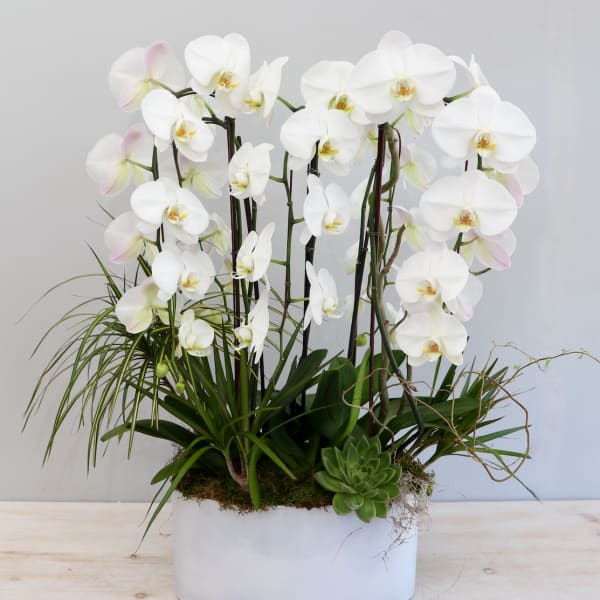 Planter of tall white orchids with accent grasses and a succulent in a white oval pot