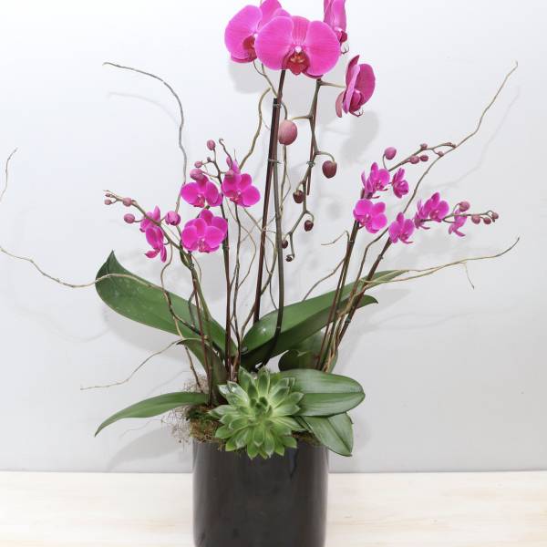 Tall pink orchid and succulent planter in a glossy black cylinder pot