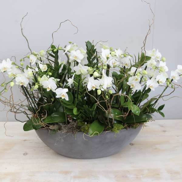 Low gray bowl filled with white orchids and curly branches.