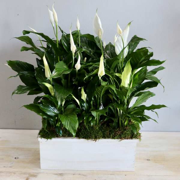Peace Lily - My Glendale Florist