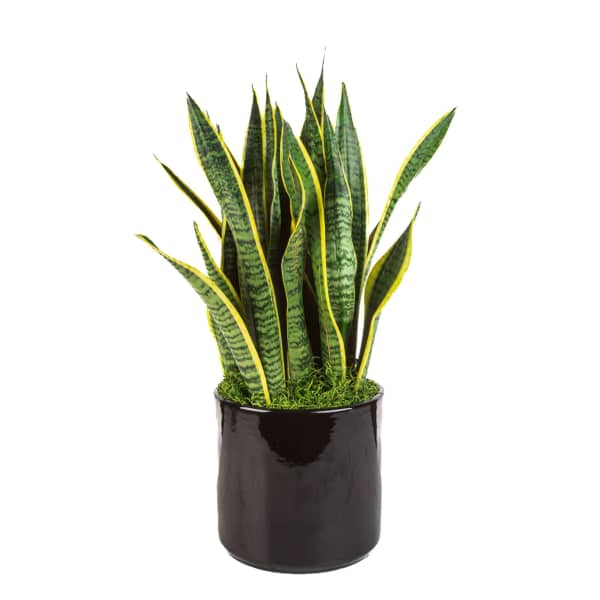 Snake Plants
