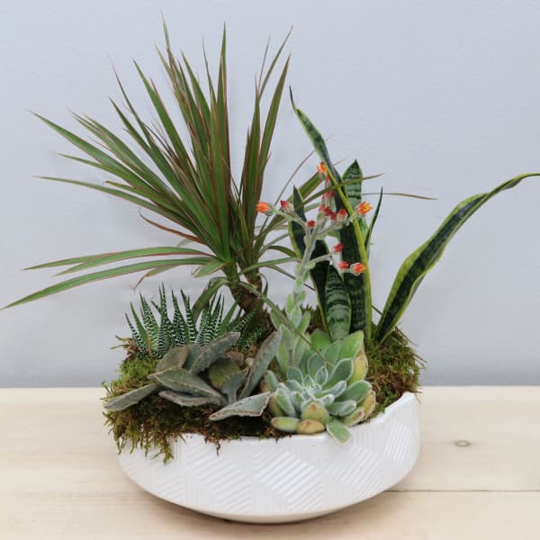 Dish garden of assorted succulents and houseplants in a low white ceramic bowl