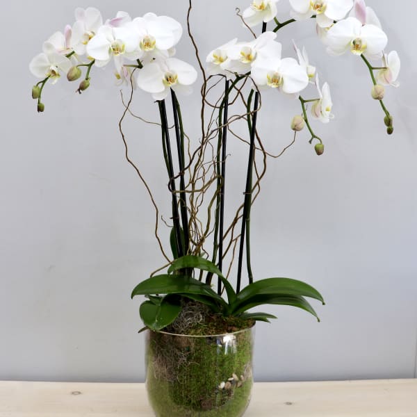 Tall white phalaenopsis orchid plant with moss in a clear glass vase