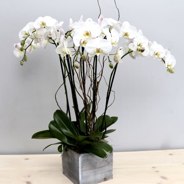 Tall white phalaenopsis orchid plant with multiple stems in a gray wooden cube pot