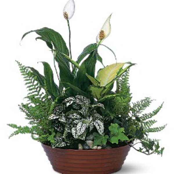 Potted peace lily arrangement with white blooms and mixed foliage