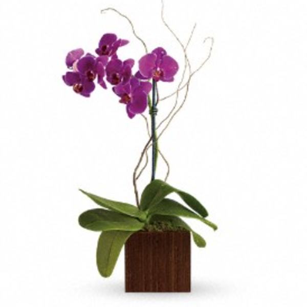 Purple orchid plant in a wooden cube planter