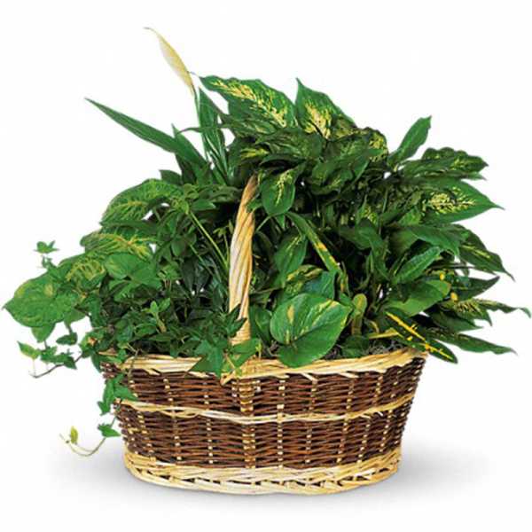 Basket of assorted green houseplants with variegated leaves