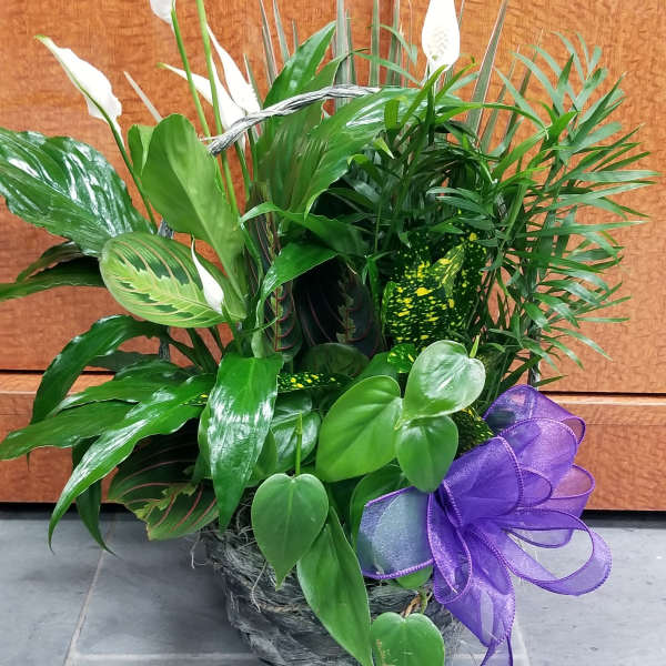 Potted green plant arrangement with white peace lilies and a purple ribbon