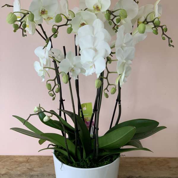 White orchid plant in a white pot
