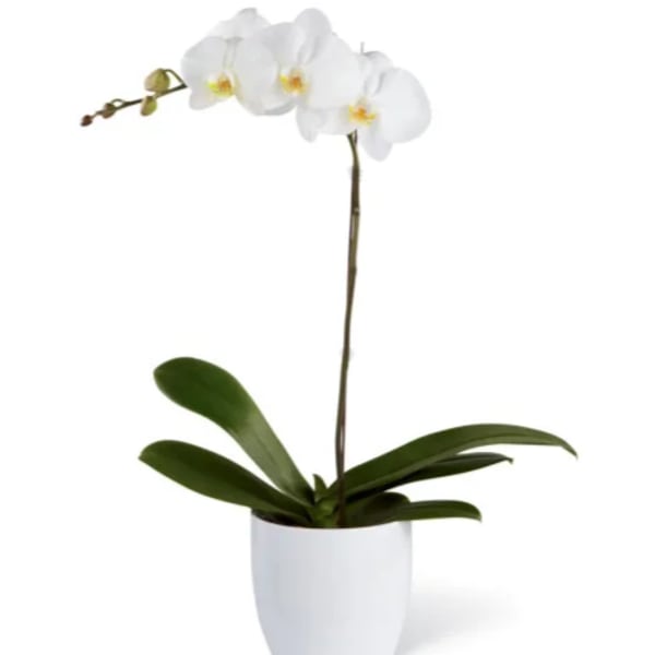 White orchid plant in a white pot