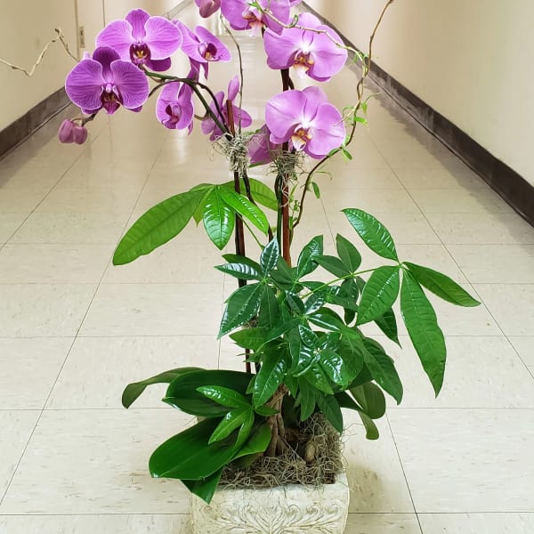 Potted orchid arrangement with purple blooms in a decorative planter
