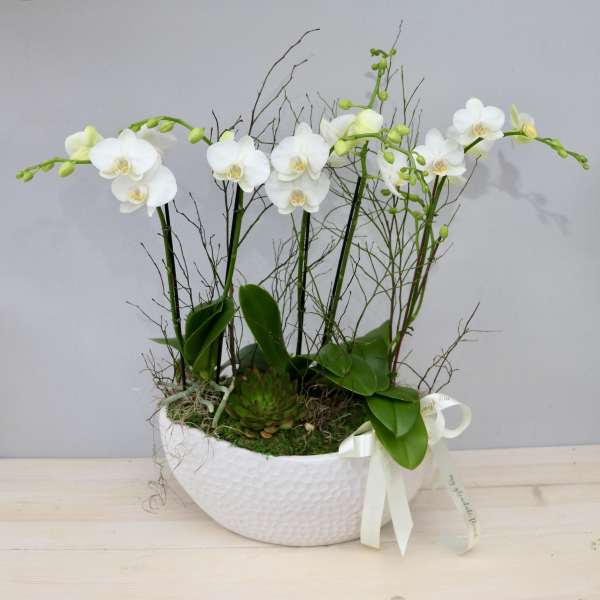 White phalaenopsis orchid plants with a succulent in a white bowl with ribbon
