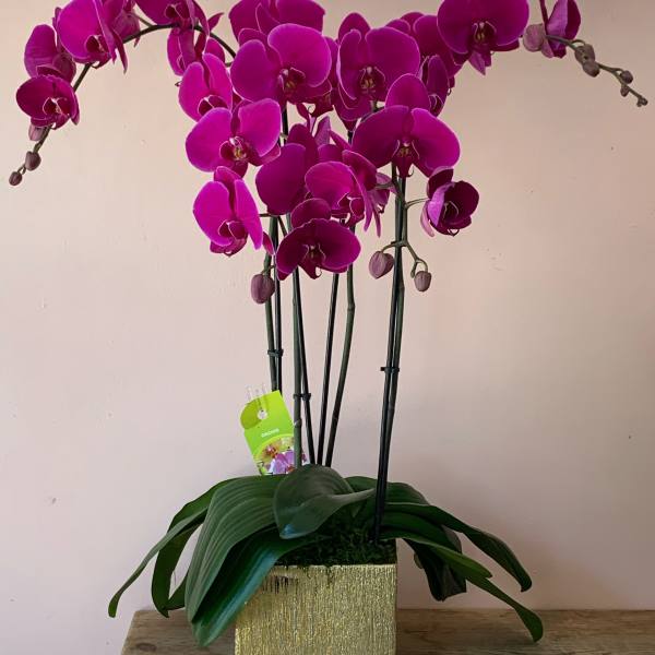 Magenta orchid plant in a gold square pot