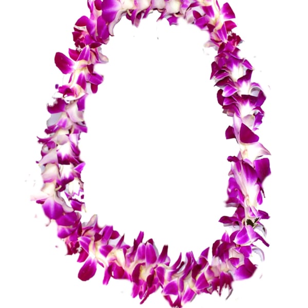 Purple and white orchid lei on a white background