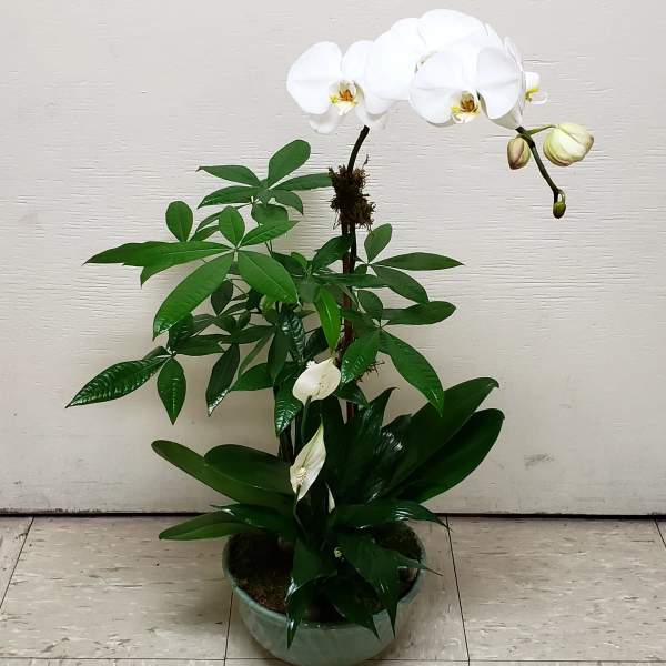 White orchid blooms in a green ceramic pot with glossy foliage
