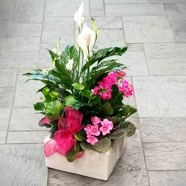 Potted arrangement with white peace lilies and pink flowering plants in a square container