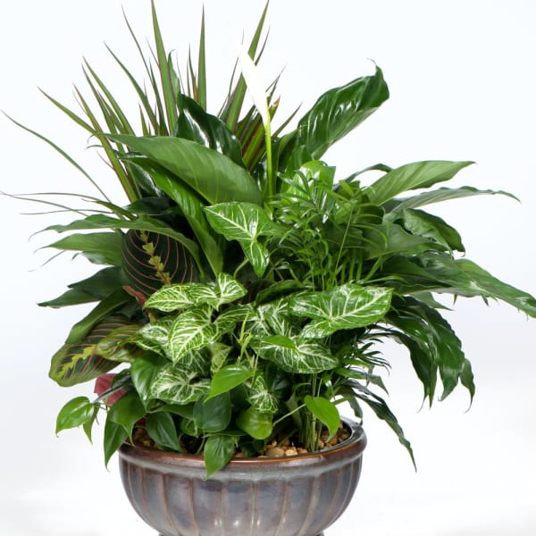 Mixed green houseplants with one white bloom in a round ceramic bowl planter