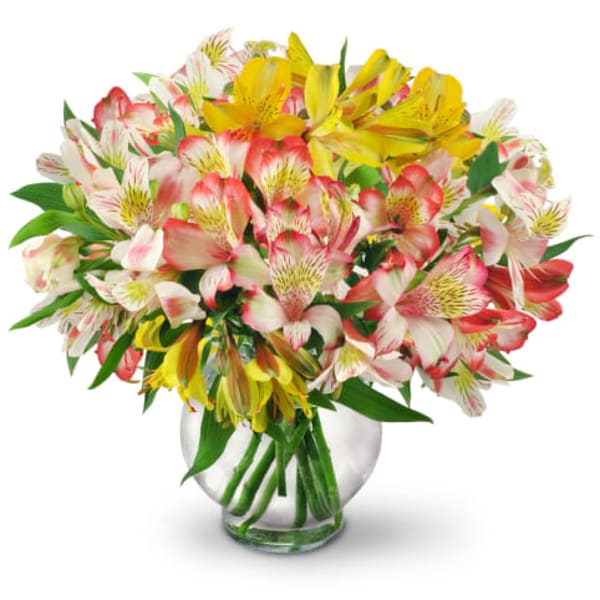 Awesome Peruvian Lily