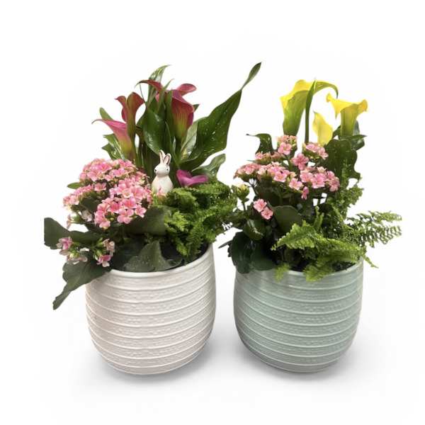 Blooming Spring Garden