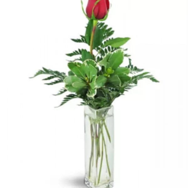 Single red rose in a tall clear glass vase