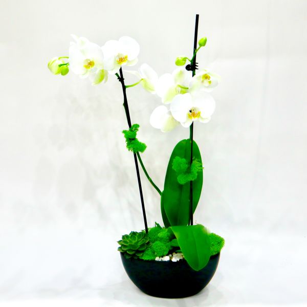 White orchids in a black bowl planter with green succulents