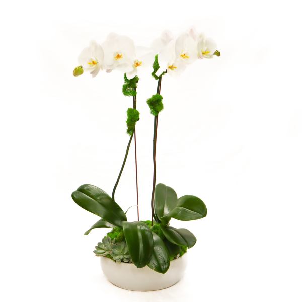 White orchid plant in a low ceramic pot with succulents