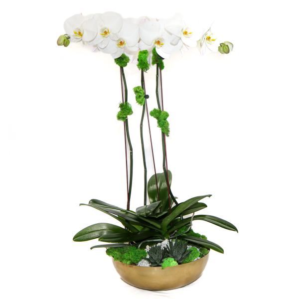 White orchid arrangement in a gold bowl with succulents