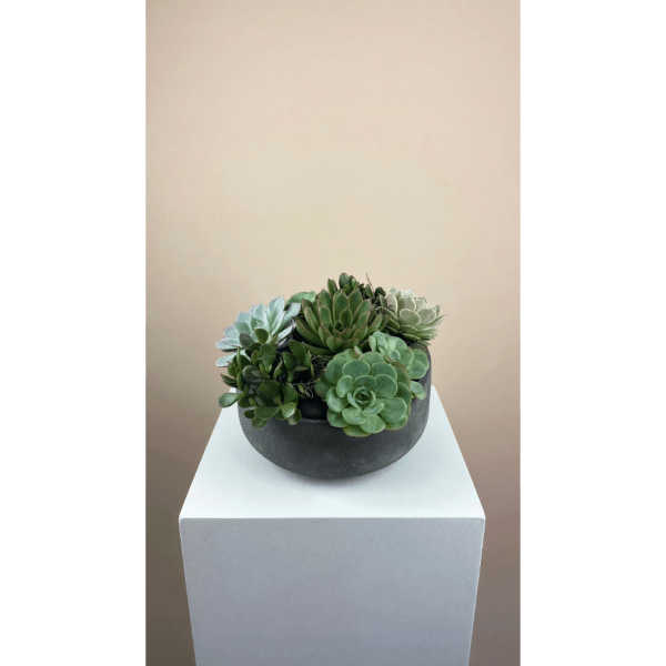 Succulent arrangement in a dark round bowl on a white pedestal