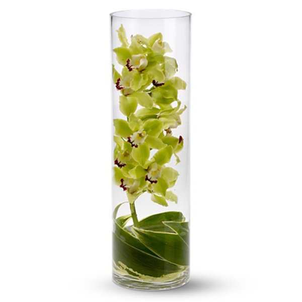 Green orchid stems in a tall clear glass vase