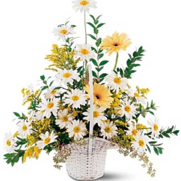 Basket arrangement of white daisies and yellow gerbera daisies in a white woven basket