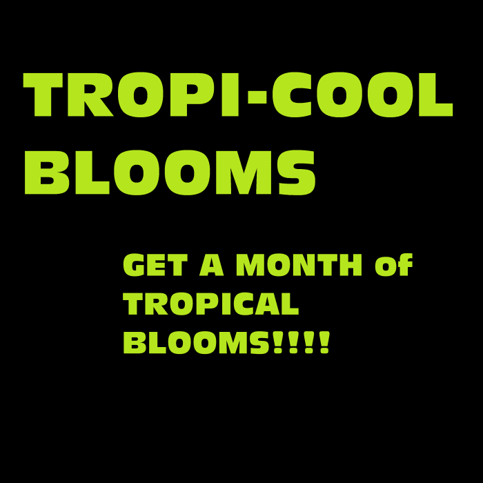 A WHOLE MONTH of TROPI-Cool BLOOMS (W/3 weeks of FREE delivery)