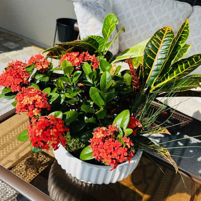 Patio Paradise Planter, St Augustine Florist