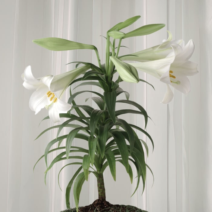 Spring Easter Lily