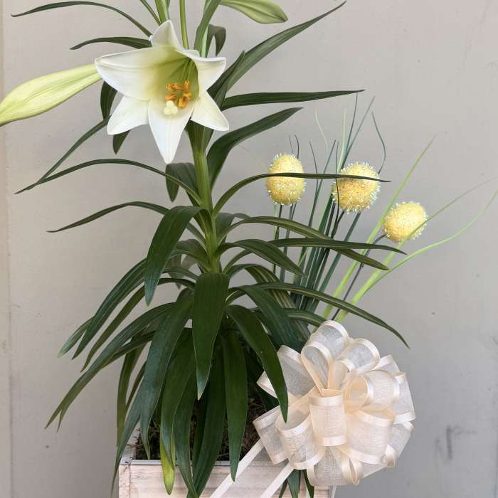 Easter lily