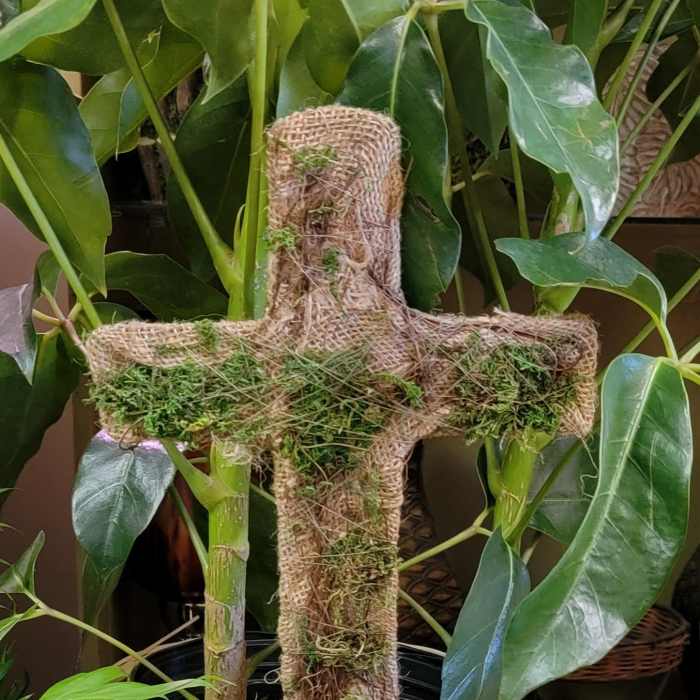 Potted green houseplant with a moss-covered cross-shaped support in a woven basket