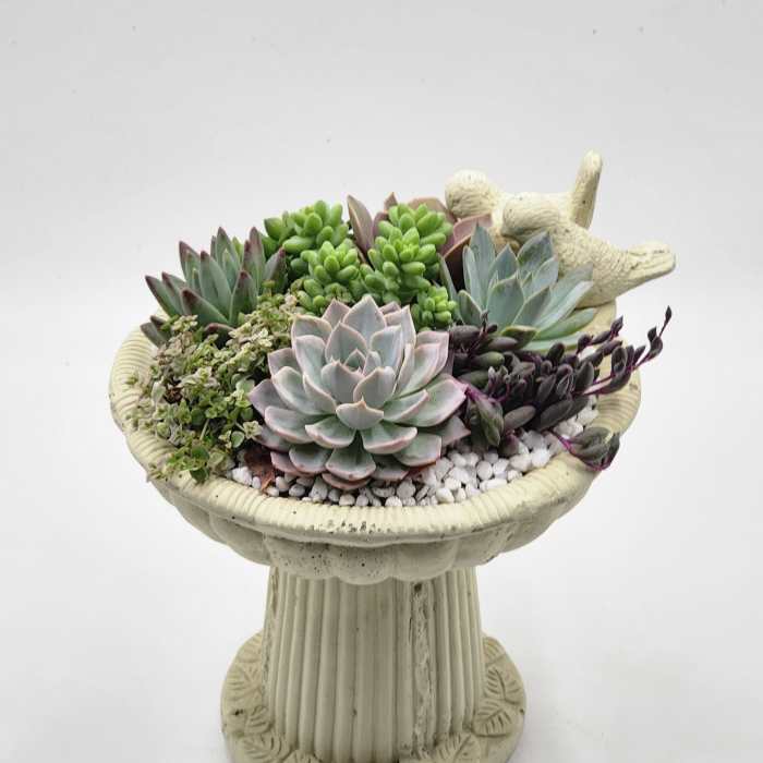 Bird Bath Succulent Planter