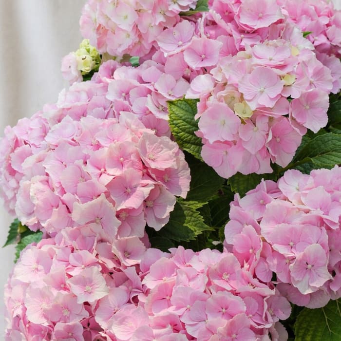 Potted Pink Hydrangea Plant