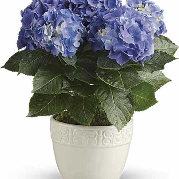 Happy Hydrangea Blue