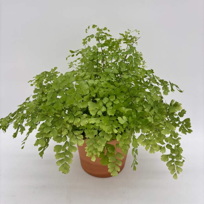 Potted fern-like green plant in a terracotta pot