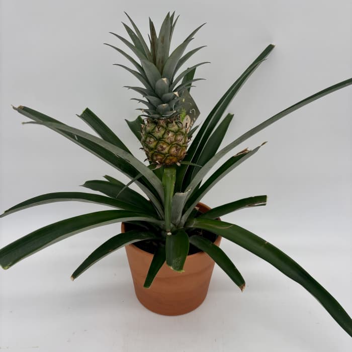 Potted pineapple plant with a small fruit and long spiky leaves
