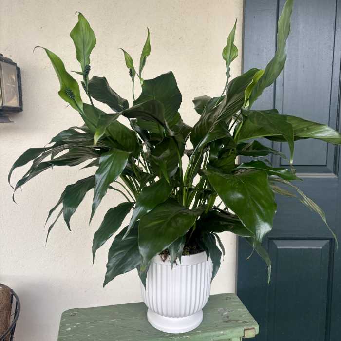 Potted green houseplant in a white ribbed ceramic container on a small green bench
